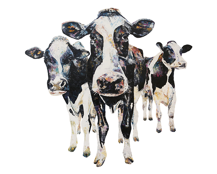 dairy cows