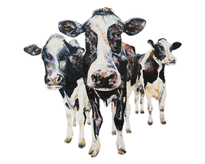 dairy cows