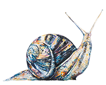 Snail print, snail