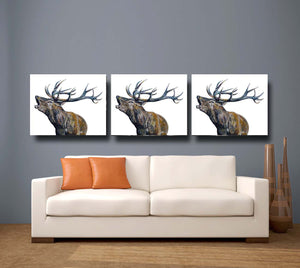 stag, stag print, deer, deer print