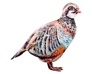 partridge, partridge print, partridge gift idea